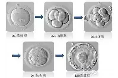 试管子宫问题
