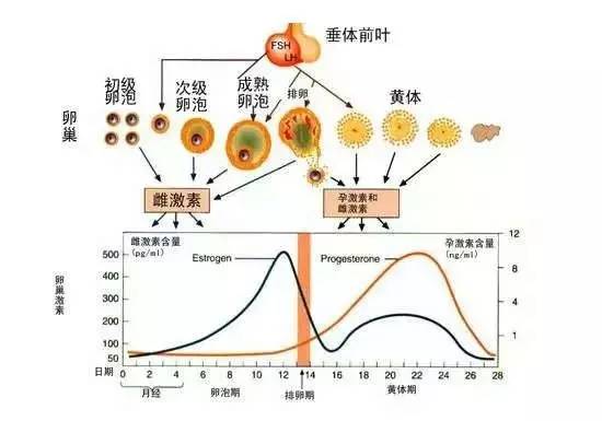 泰国试管婴儿