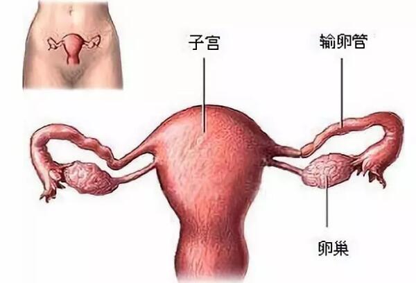 高龄女性保护卵巢