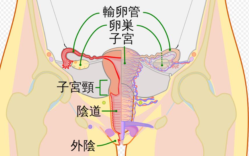 做过输卵管复通术最后还是靠试管婴儿成功怀孕