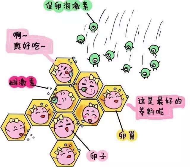 女性FSH数值高,泰国试管婴儿,分析FSH数值
